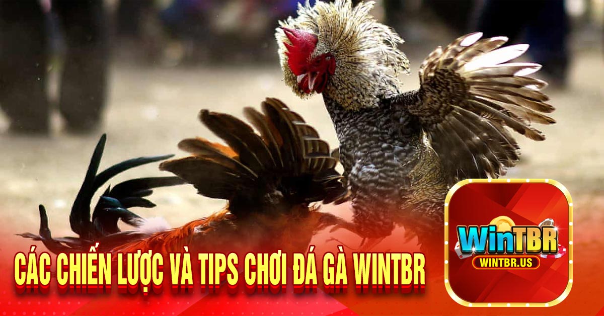 Các chiến lược và tips chơi đá gà Wintbr