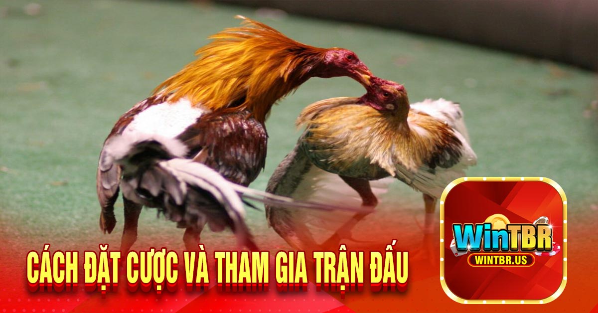 Cách đặt cược và tham gia trận đấu
