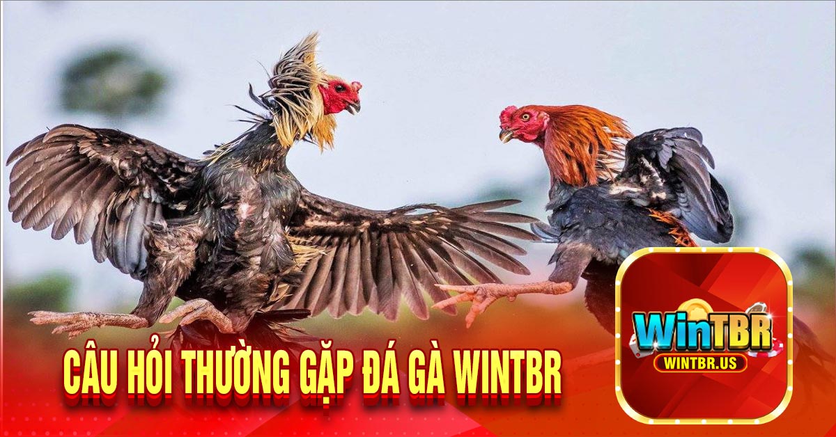 Câu hỏi thường gặp đá gà Wintbr