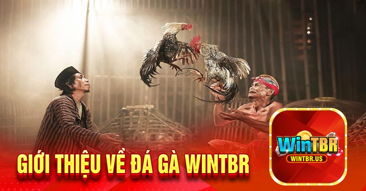 Giới thiệu về đá gà Wintbr
