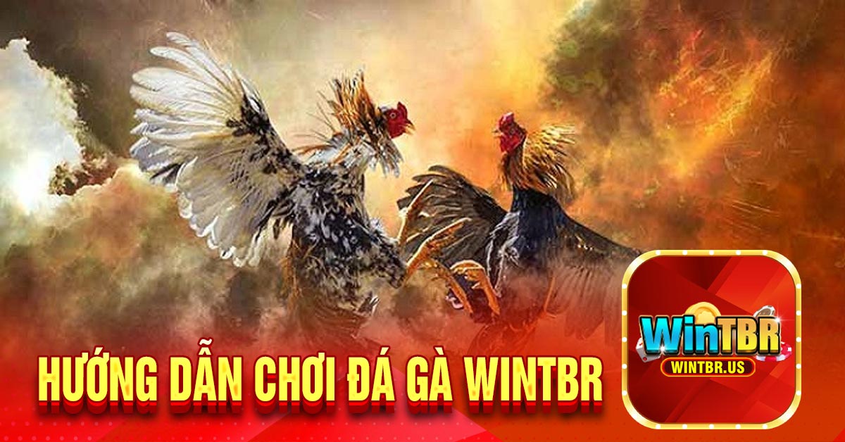 Hướng dẫn chơi đá gà Wintbr