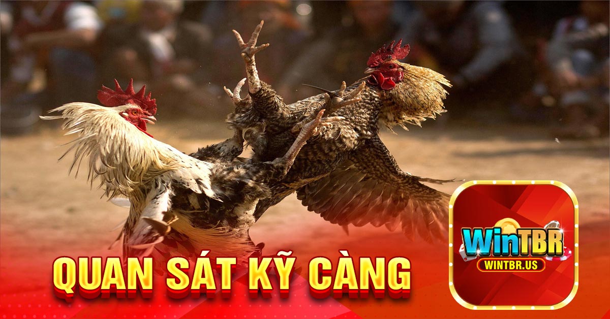 Quan sát kỹ càng