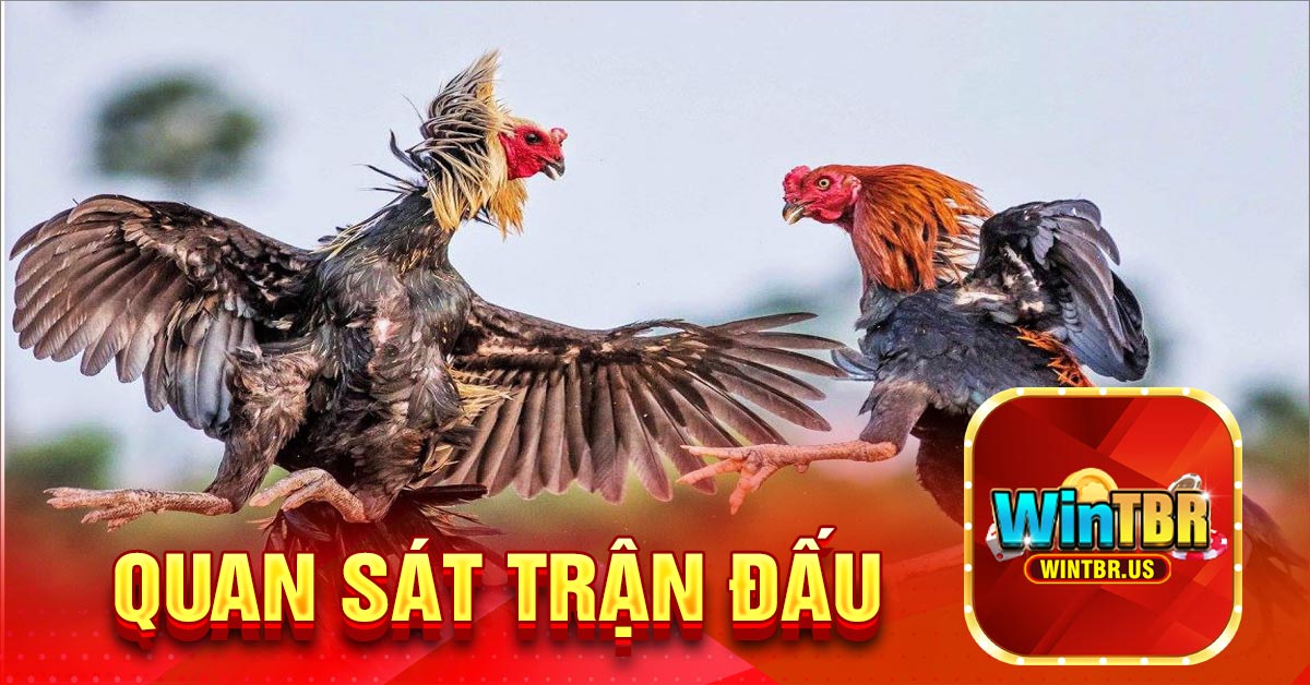 Quan sát trận đấu
