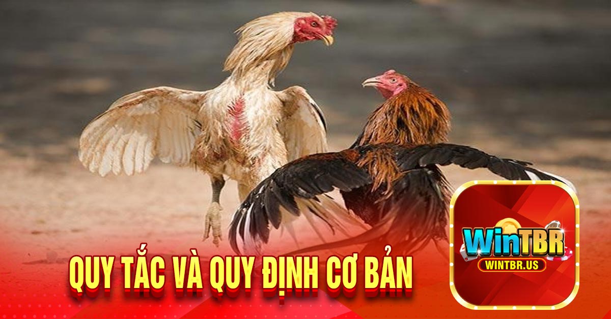 Quy tắc và quy định cơ bản