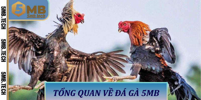 Tổng Quan Về Đá Gà 5MB