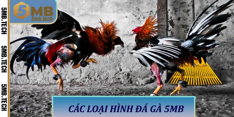 Các Loại Hình Đá Gà 5MB