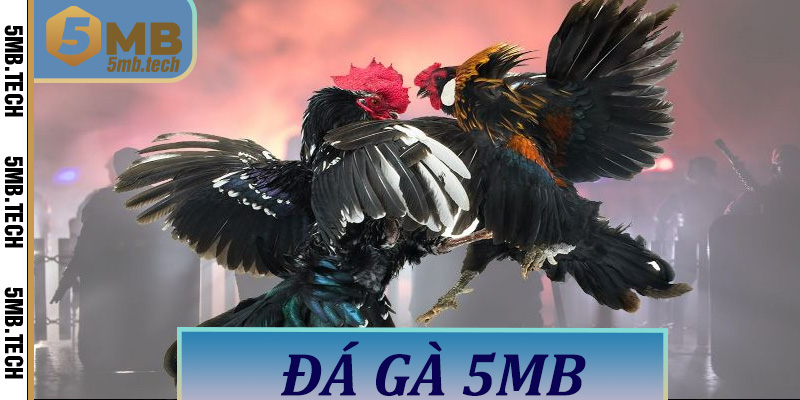 Đá gà 5MB