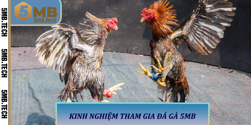 Kinh Nghiệm Tham Gia Đá Gà 5MB