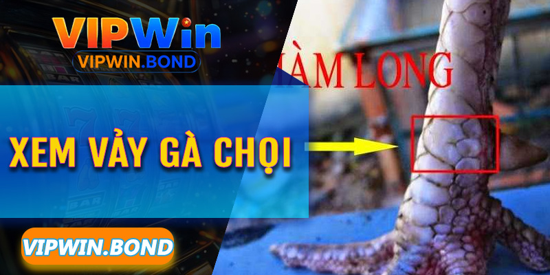 Tầm quan trọng của việc xem vảy trong nghệ thuật chọn gà nòi