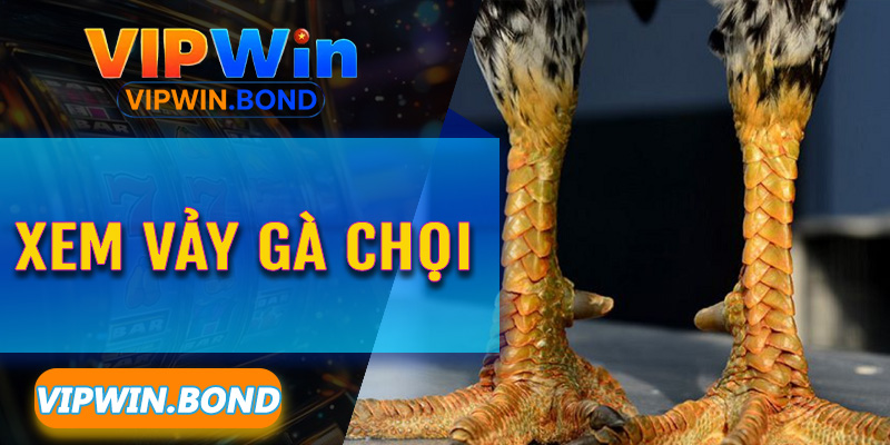 Xem Vảy Gà Chọi Vipwin – Giải mã mật mã sinh tử trên đôi chân chiến kê